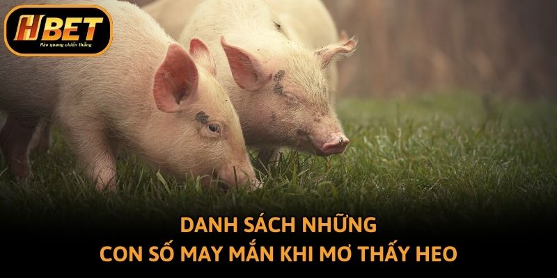 Danh sách những con số may mắn khi mơ thấy heo